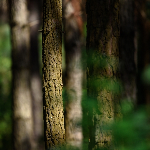 Tree trunks 